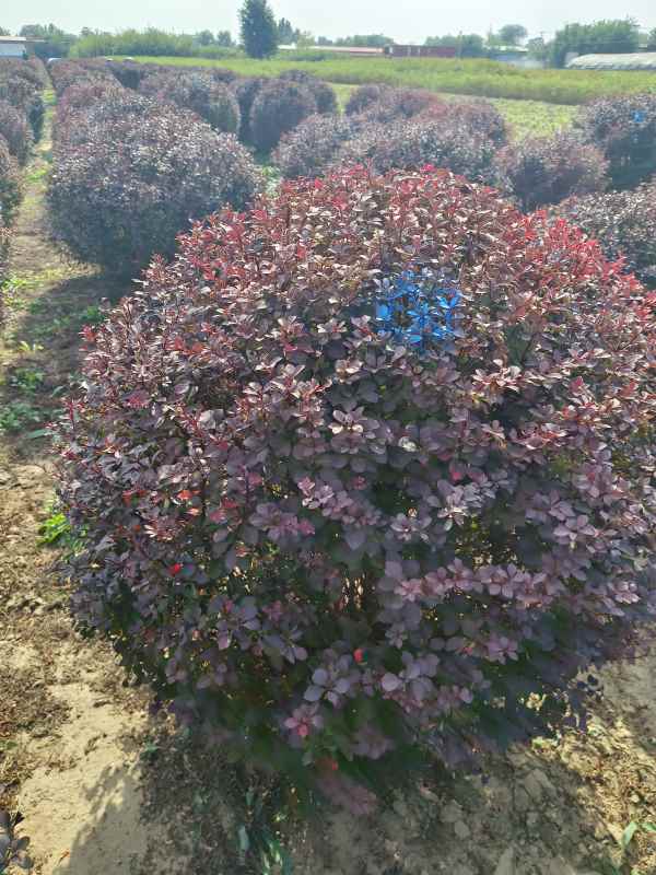 1731909151514335.jpg IMG_20231010_133326.jpg