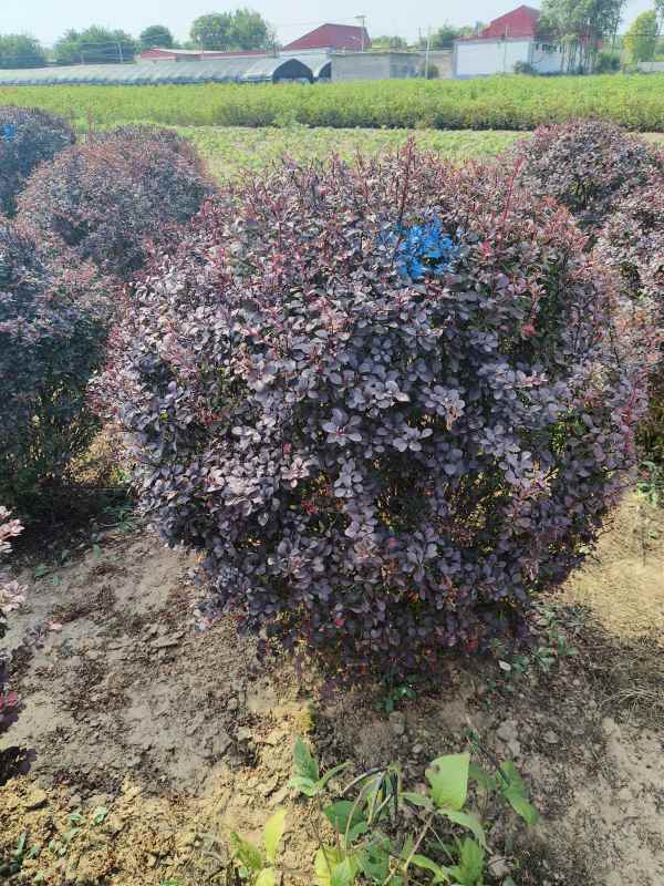 1731909236813716.jpg IMG_20231010_133324.jpg