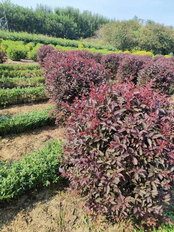 1731909290378656.jpg IMG_20231010_130118.jpg