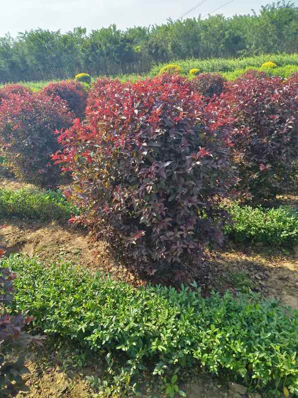 1731909378734013.jpg IMG_20231010_130116.jpg