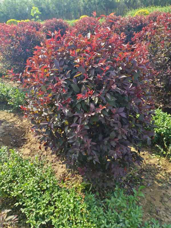 1731909453694304.jpg IMG_20231010_130114.jpg