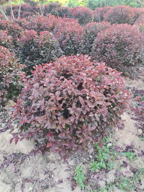 1731910037104657.jpg IMG_20230605_190840.jpg