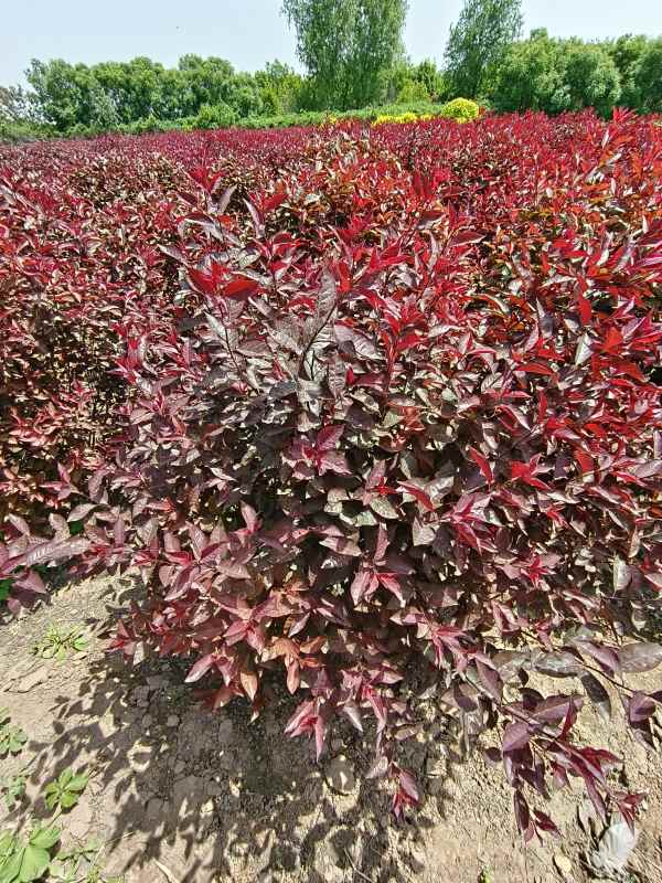 1731910475976231.jpg IMG_20230507_114428.jpg