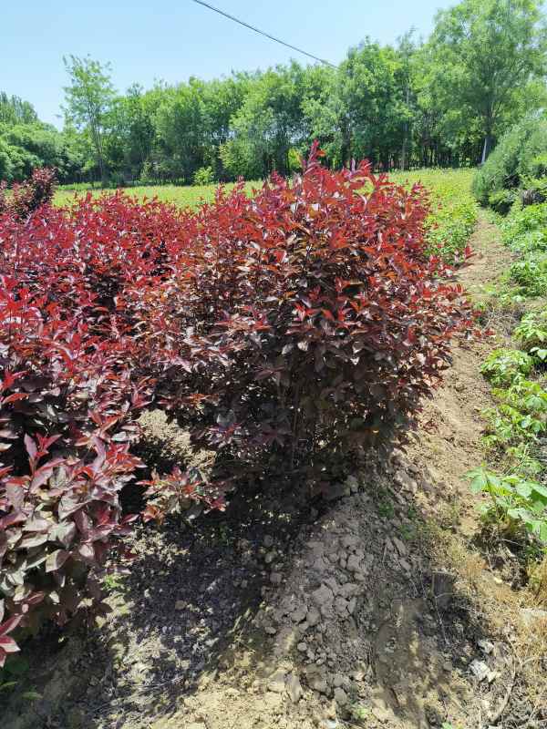 1731910649627911.jpg IMG_20230507_114422.jpg