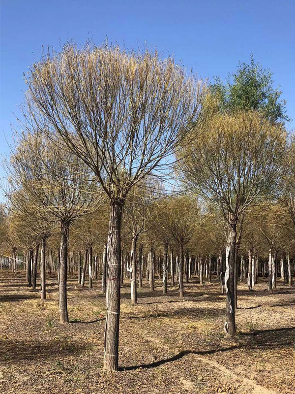 1732080619209953.jpg 34.jpg