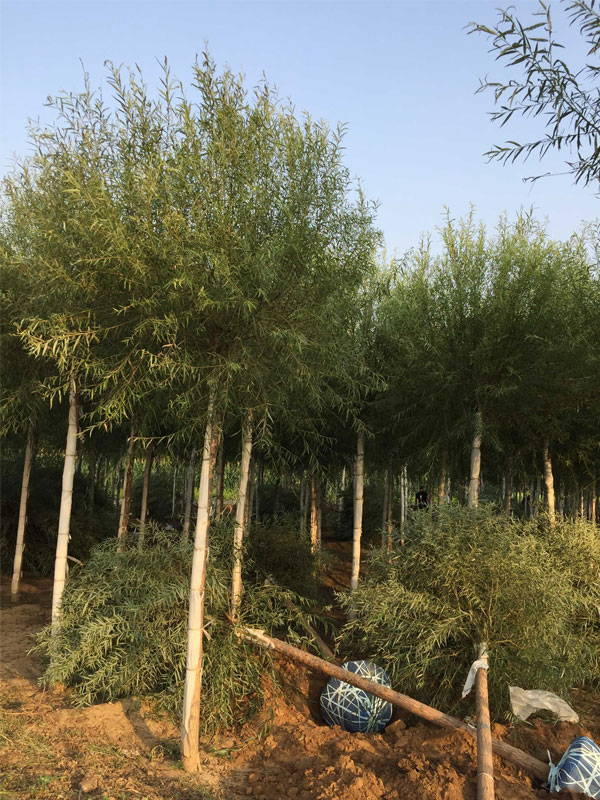 1732080794701534.jpg 32.jpg