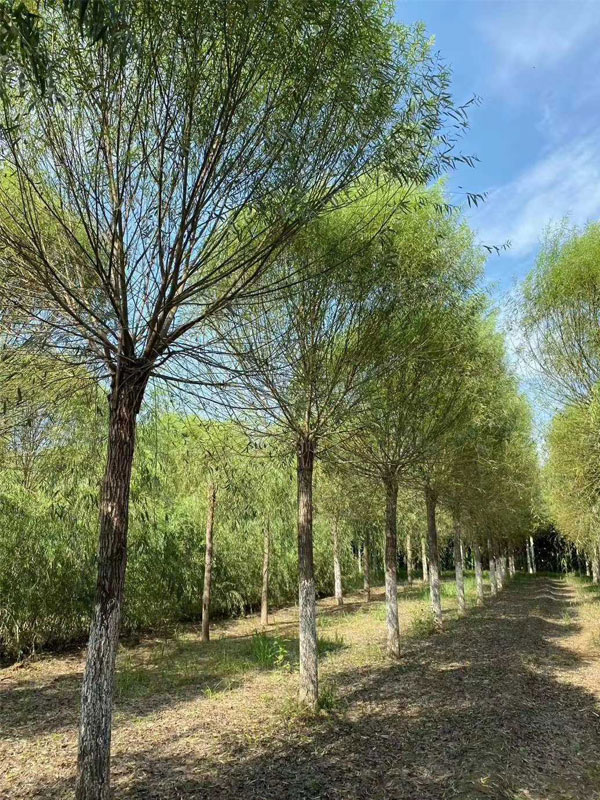 1732080881328126.jpg 31.jpg