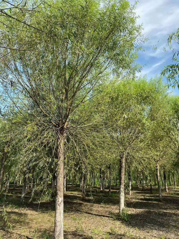 1732080957223538.jpg 30.jpg