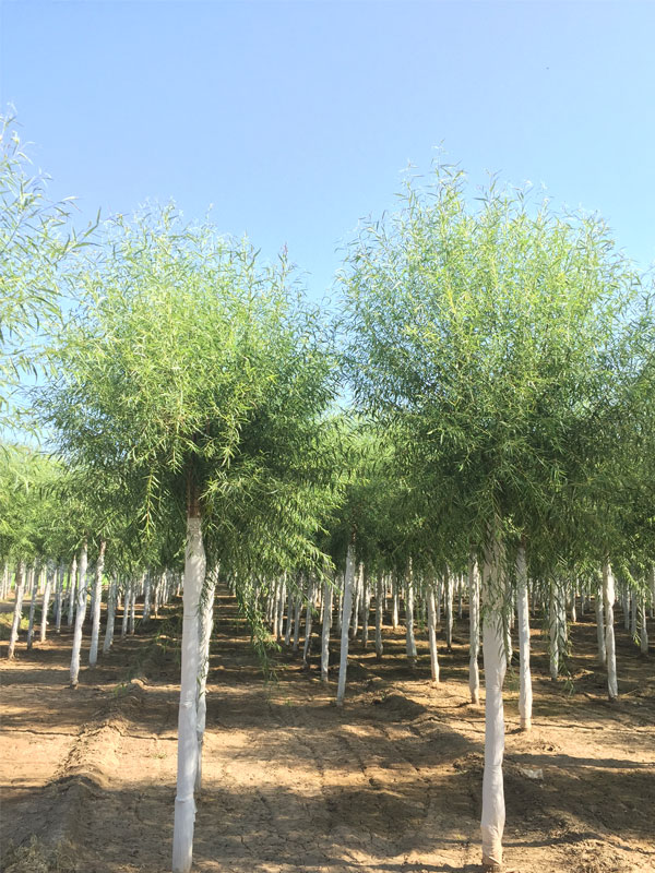 1732081138109320.jpg 28.jpg