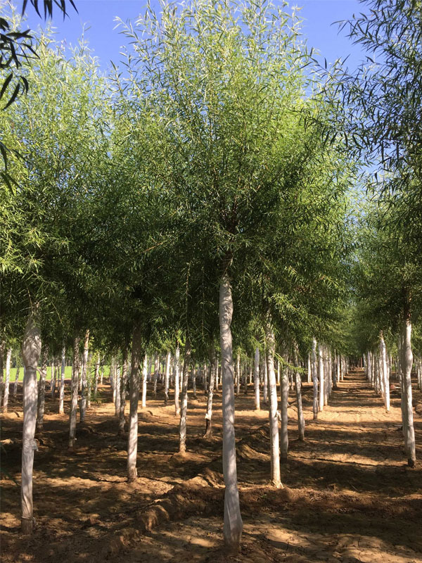 1732081252640164.jpg 26.jpg