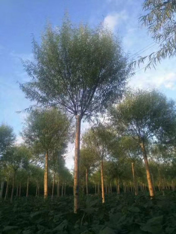 1732081470474007.jpg 23.jpg