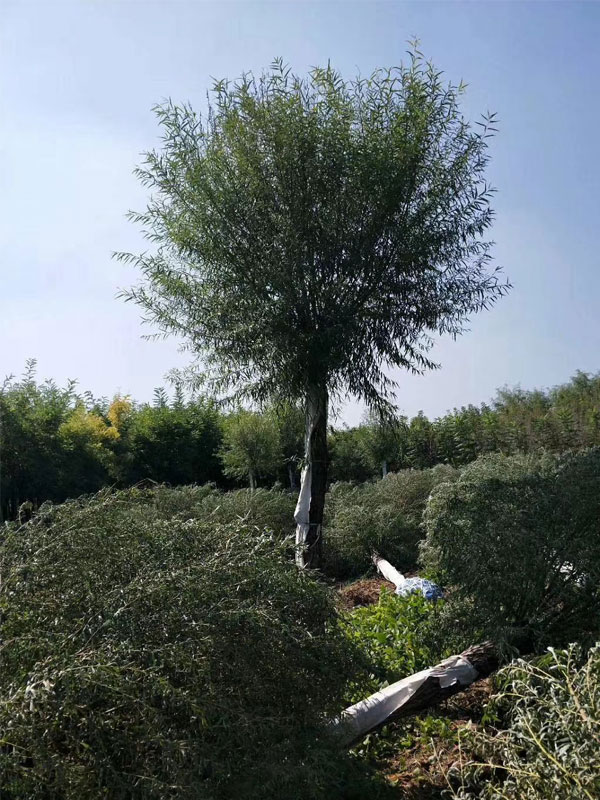 1732081528840533.jpg 22.jpg