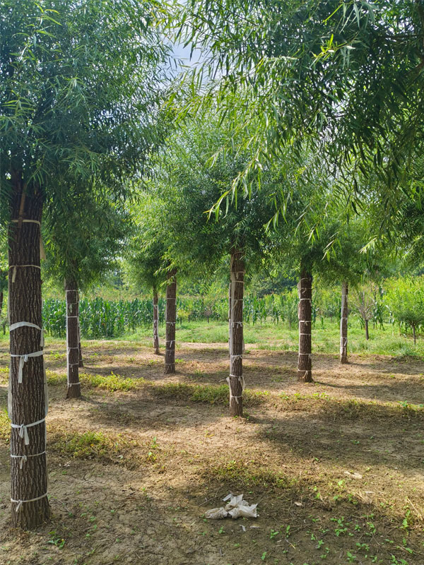 1732081582632382.jpg 21.jpg