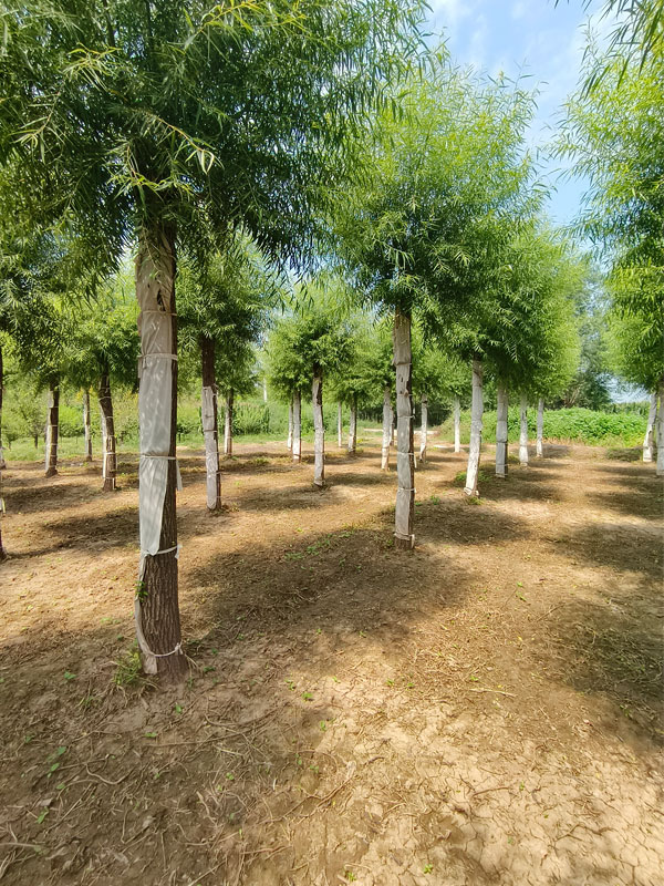 1732081772822011.jpg 19.jpg