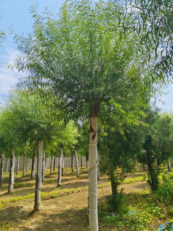 1732081992320223.jpg 16.jpg