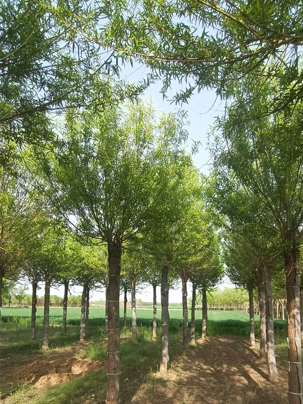 1732082134959237.jpg 14.jpg