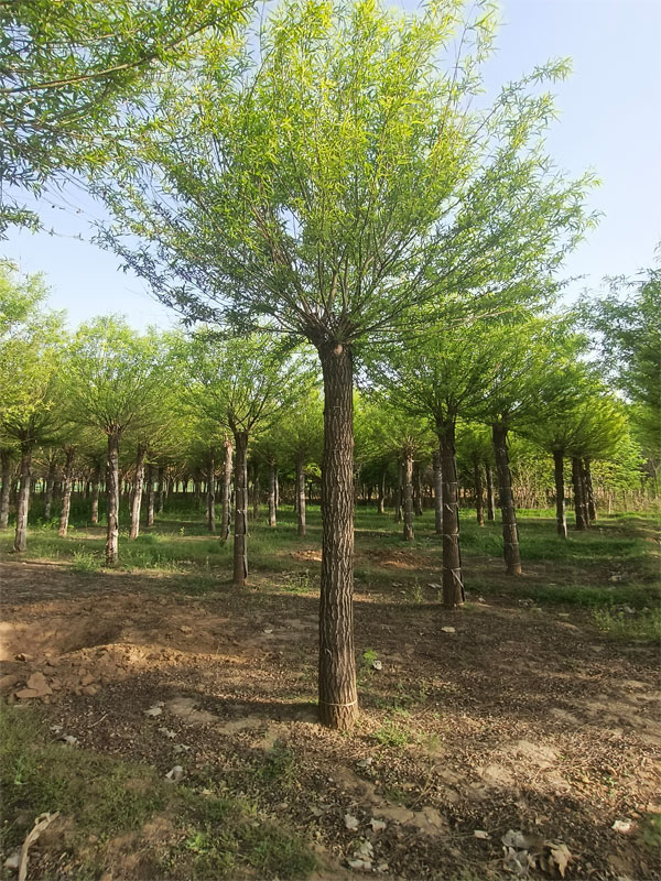 1732082199788372.jpg 13.jpg