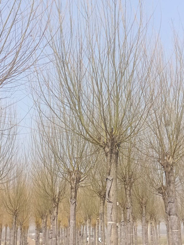 1732082558497863.jpg 9.jpg