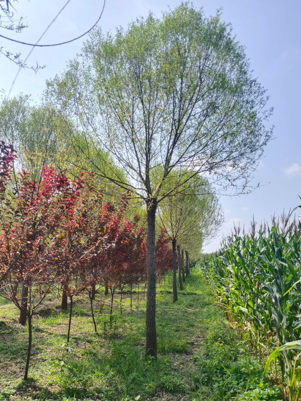 1732082706269031.jpg 7.jpg