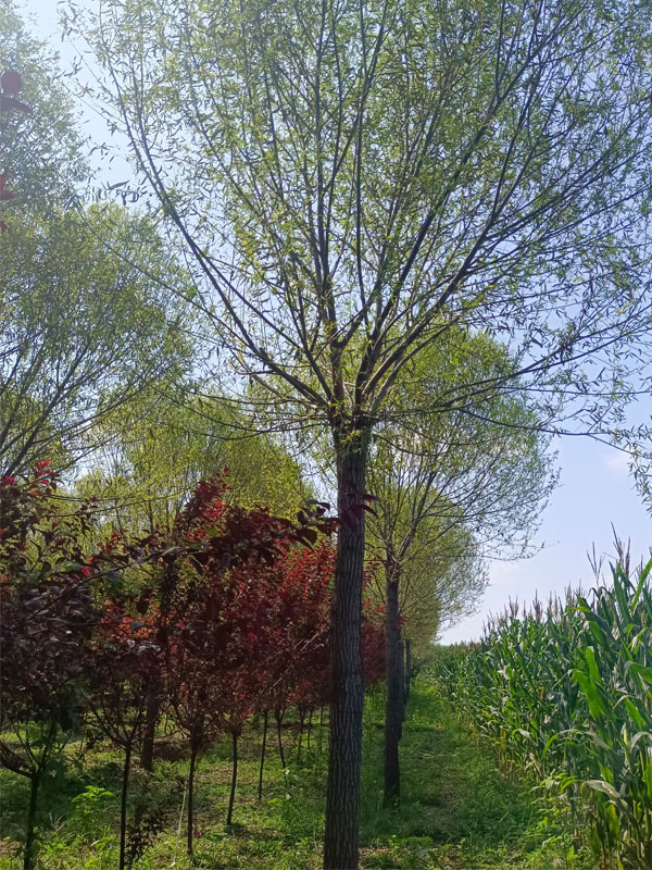 1732082773689916.jpg 6.jpg