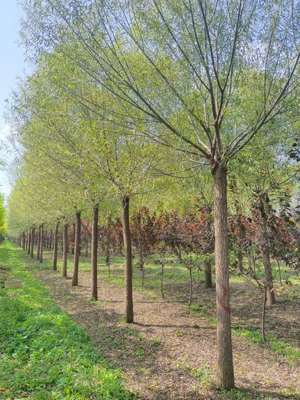 1732082847646090.jpg 5.jpg