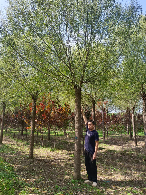 1732083020420576.jpg 3.jpg