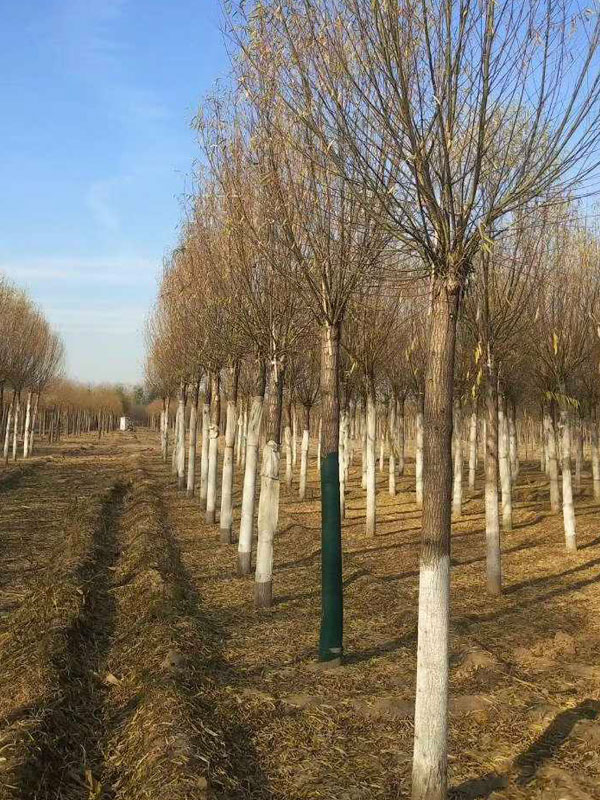 1732083109426545.jpg 2.jpg