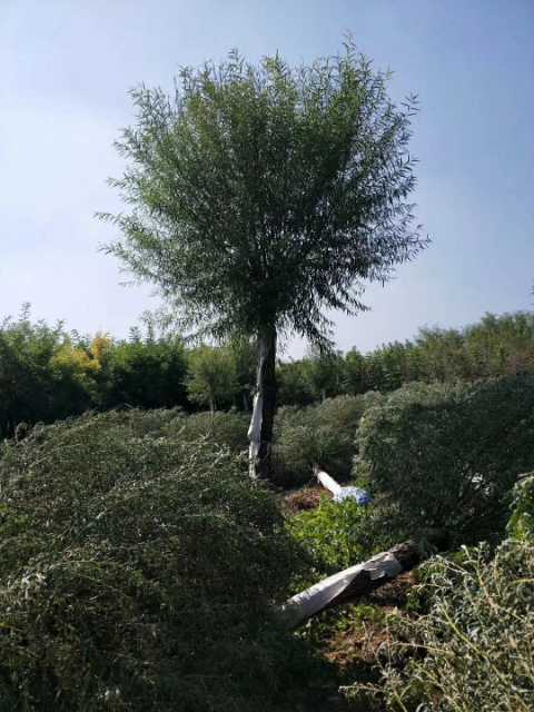 1732083205267212.jpg 1.jpg