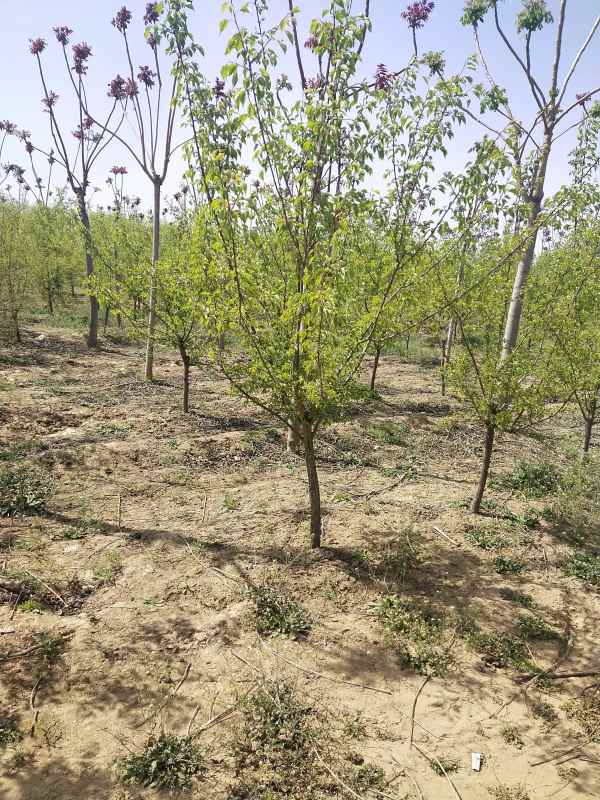 1732253306186891.jpg IMG_20210417_141037.jpg