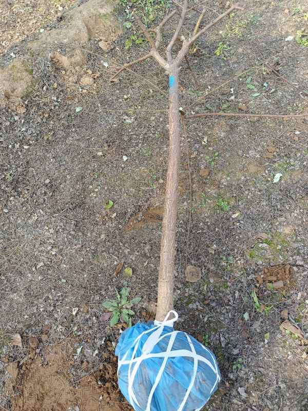 1732253585390893.jpg IMG_20211025_140516.jpg