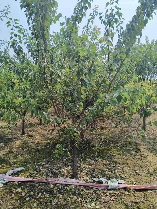 1732253931192421.jpg IMG_20230831_132059.jpg