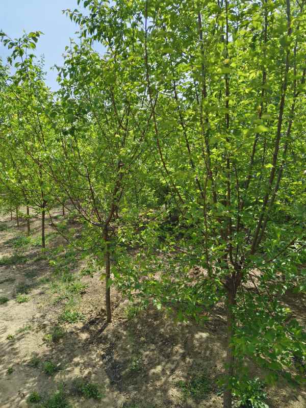 1732254379550931.jpg IMG_20230426_142742.jpg