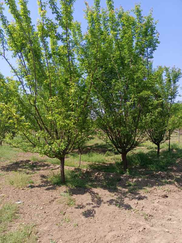 1732255007275282.jpg IMG_20220502_100947.jpg