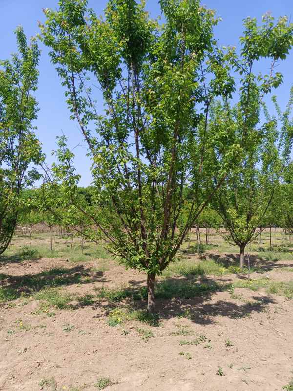 1732255198194510.jpg IMG_20220502_100935.jpg