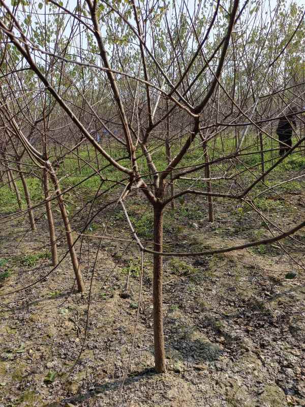 1732255278661639.jpg IMG_20211025_134219.jpg