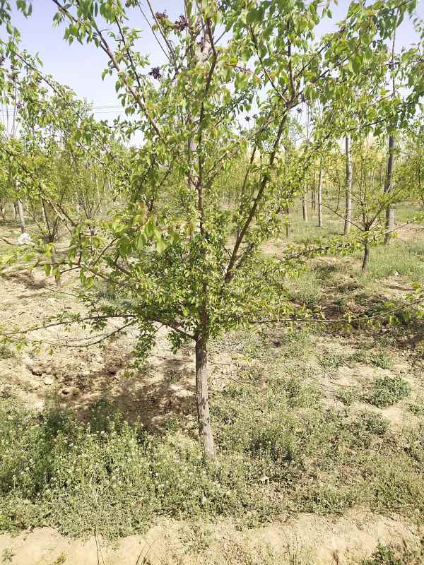 1732255735682909.jpg IMG_20210417_141047.jpg