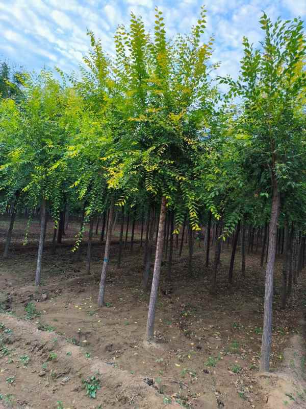 1732414776221180.jpg mmexport1695808557008.jpg