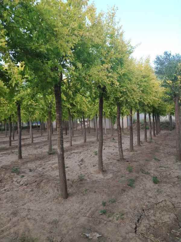 1732414883761562.jpg 1631195829851.jpg