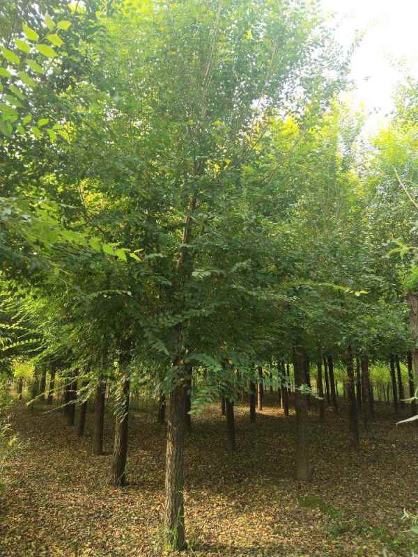 1732414938190538.jpg 1631244868743.jpg