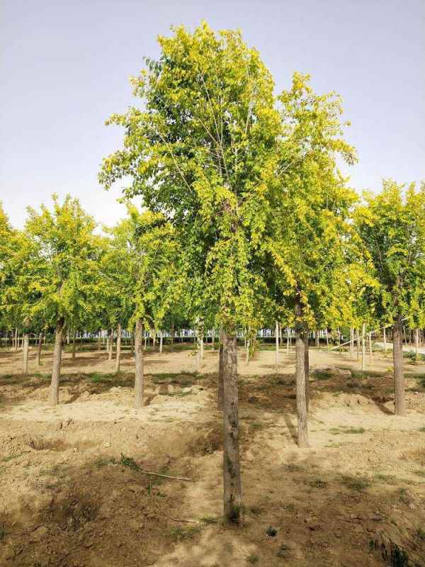 1732415267265982.jpg 1632300995183.jpg