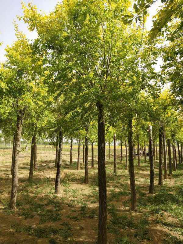 1732415330946519.jpg 1632300996220.jpg