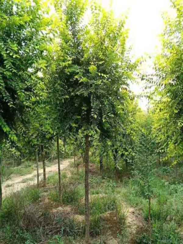 1732415414174968.jpg 1632301083489.jpg