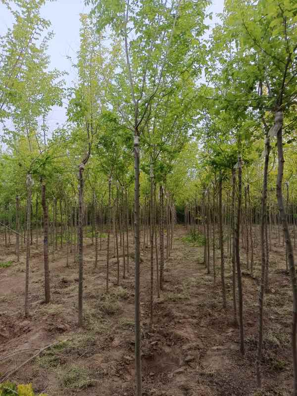 1732416063312619.jpg IMG_20220425_183606.jpg