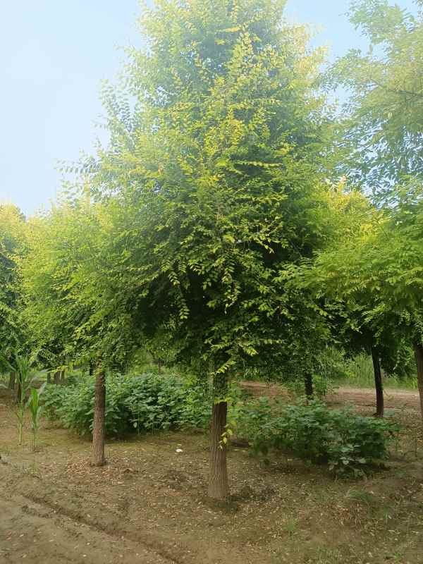 1732416130364713.jpg IMG_20220803_182327.jpg