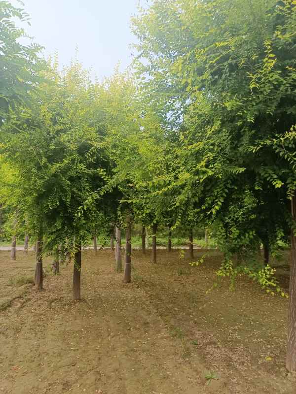 1732416403209551.jpg IMG_20220803_182340.jpg