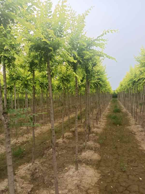 1732416516242979.jpg IMG_20220803_183816.jpg