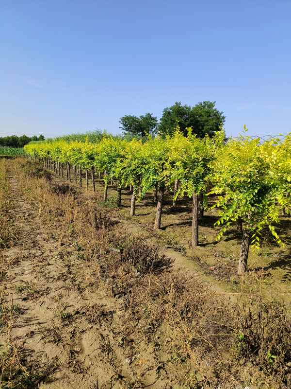 1732416825544557.jpg IMG_20230705_082556.jpg