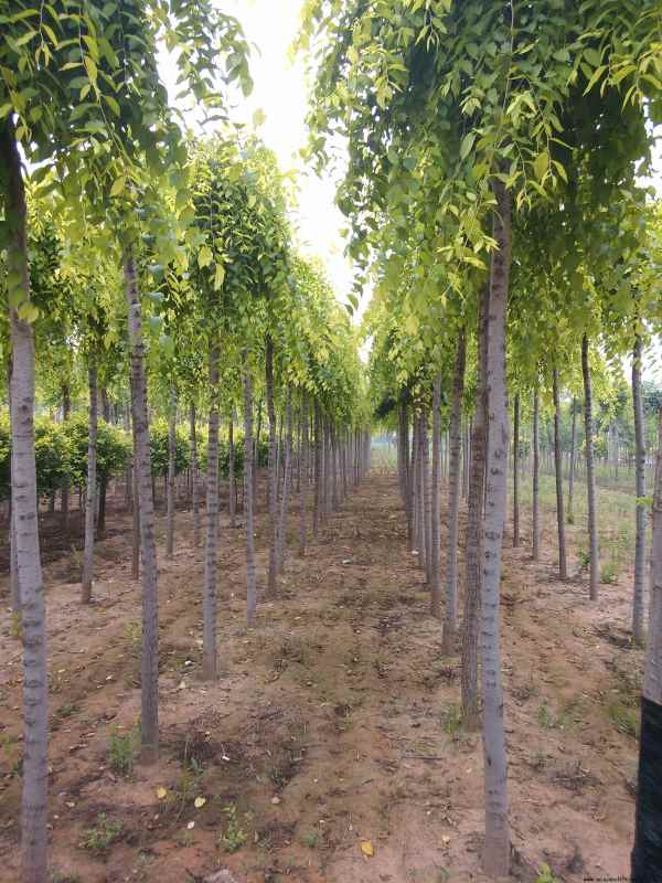 1732500871417304.jpg 201419115529.jpg