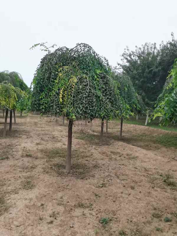 1732501561503559.jpg mmexport1632553521104.jpg