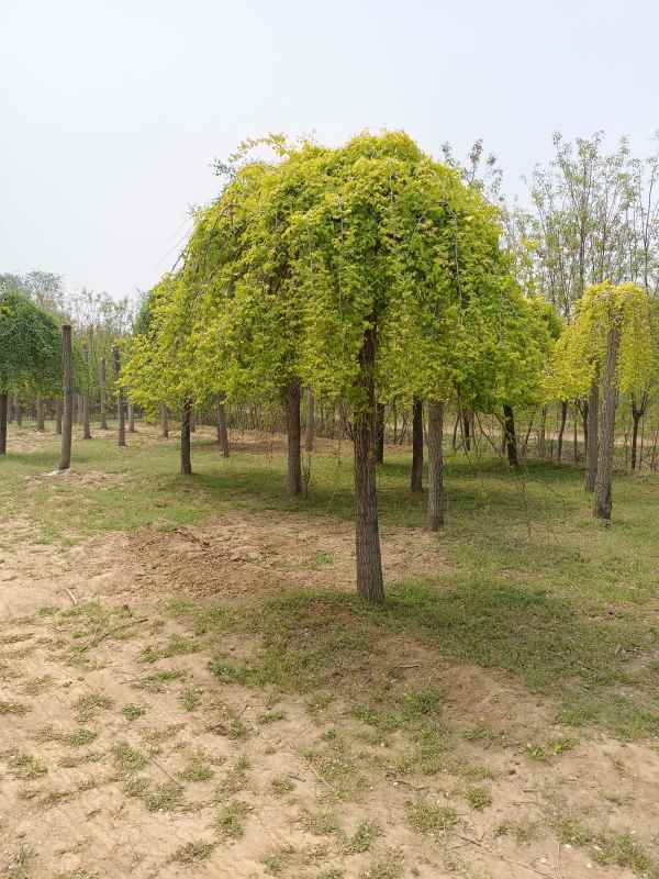 1732502283965372.jpg IMG_20220425_115614.jpg